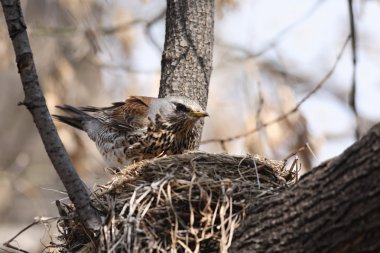 Fieldfare, (Turdus pilaris) clipart