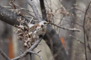 Fieldfare, (Turdus pilaris)