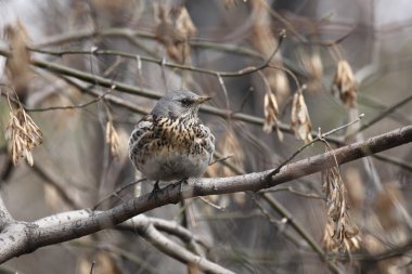 Fieldfare, (Turdus pilaris)