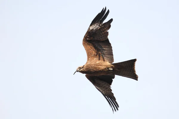 Black Kite — Stock Photo, Image