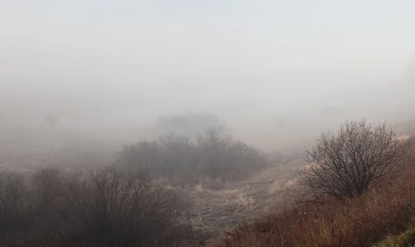 Mgły rano — Zdjęcie stockowe