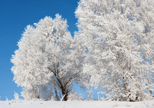 Деревья в морозе — стоковое фото