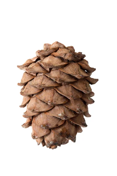 Cedar cone Stock Picture