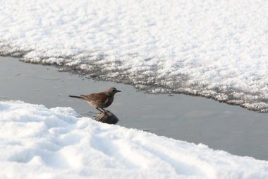 Fieldfare, Turdus pilaris