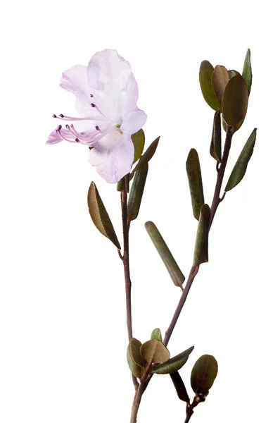 Chá Labrador flor — Fotografia de Stock