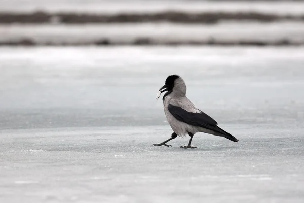 灰色的乌鸦 — 图库照片