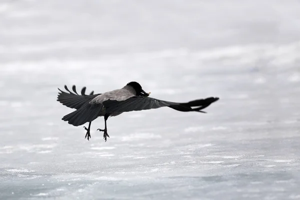 Gris cuervo — Foto de Stock