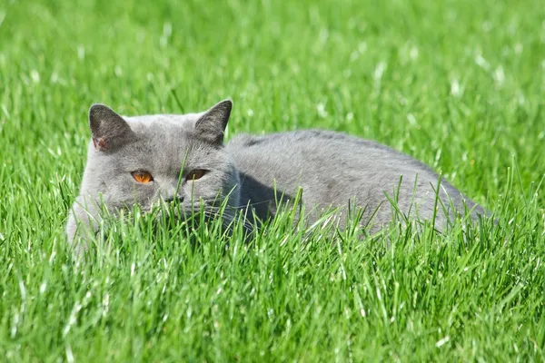 çim gri İngiliz kedi