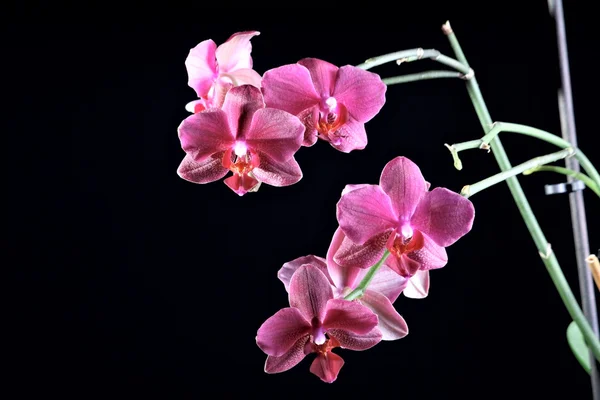 Beautoful orchid at the dark background — Stock Photo, Image