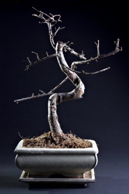 yaprakları olmadan küçük bonsai