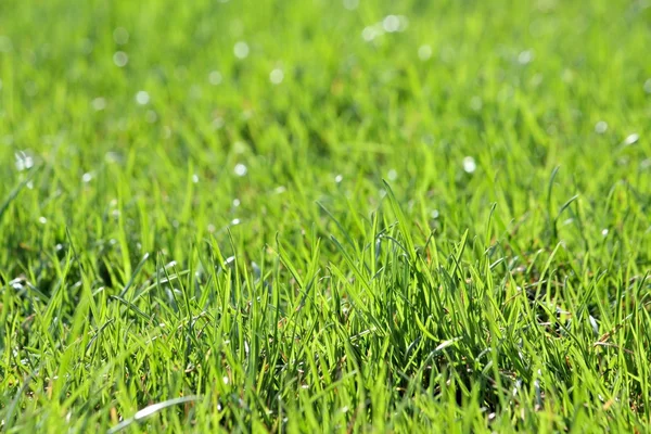 Green vibrant grass — Stock Photo, Image