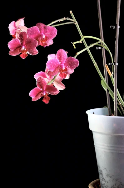 Orchid in a flowerpot — Stock Photo, Image