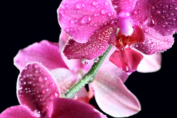 Pink orchid at the dark — Stock Photo, Image