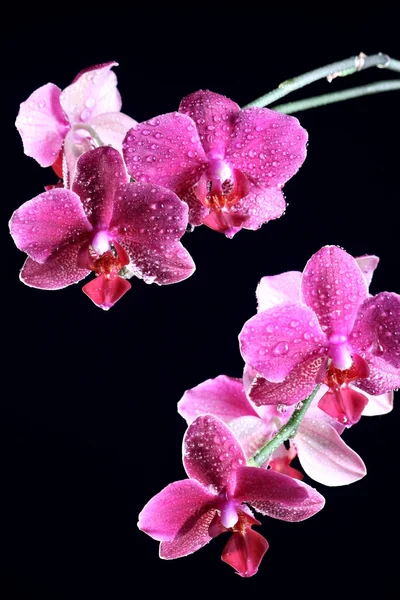 stock image Orchid in a flowerpot