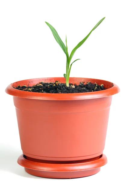 Little sprout in the flowerpot — Stock Photo, Image