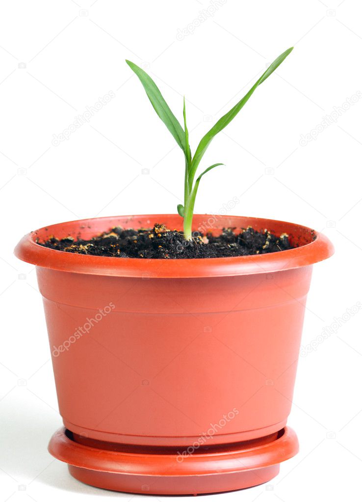Little sprout in the flowerpot