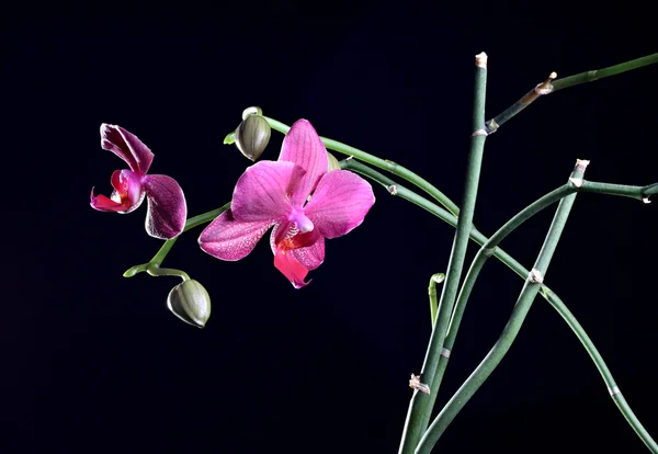 Orchid flower with bud at the branch — Stock Photo, Image