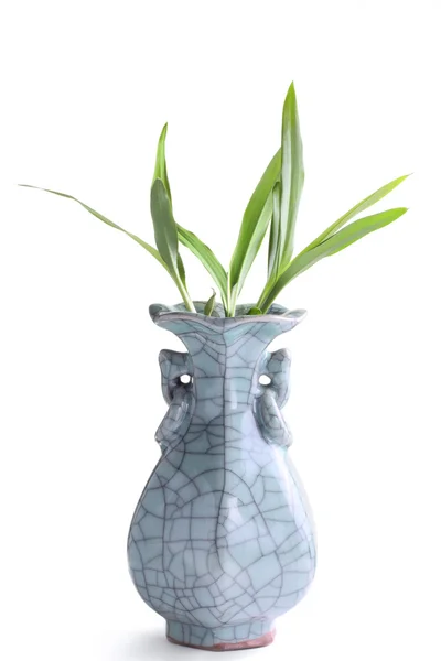 Зеленая капуста в вазе — стоковое фото