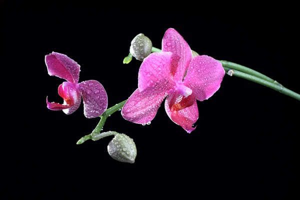 Orchid flower with bud at the branch — Stock Photo, Image