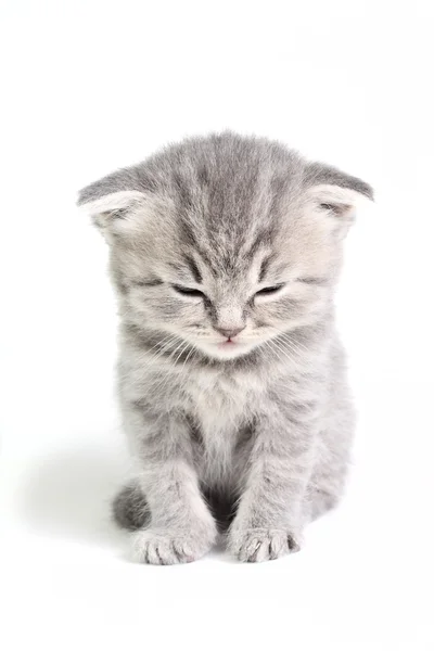 Kis cica ülő — Stock Fotó