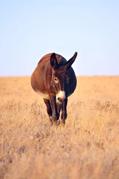 Donkey walking in the field
