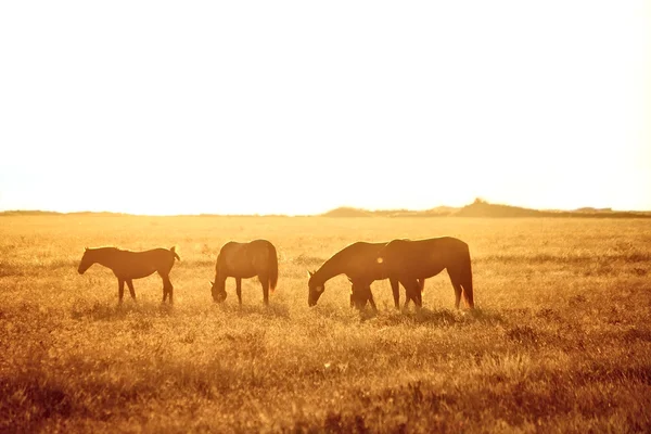 Někteří koně pasoucí se — Stock fotografie
