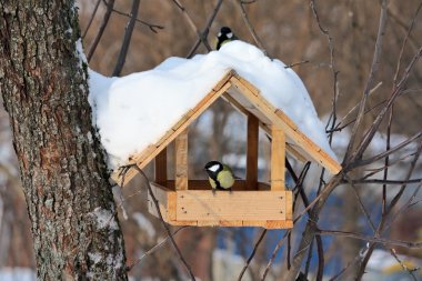 Titmouses near the feeder clipart