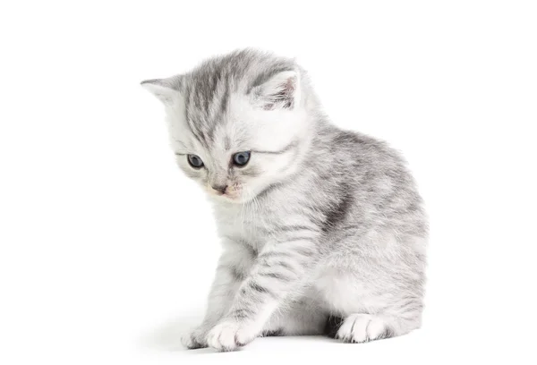 Kis cica ülő — Stock Fotó