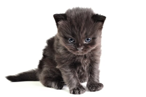 Mały kotek siedzi — Zdjęcie stockowe