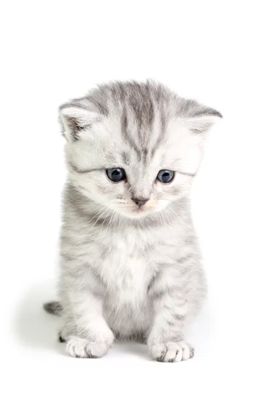 Маленький котенок сидит — стоковое фото