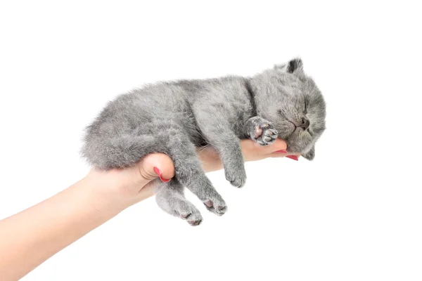 Kleines Kätzchen in der Hand — Stockfoto