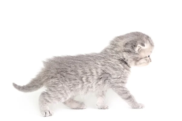 Kleine kitten wandelen — Stockfoto