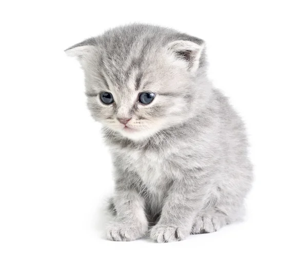 Mały kotek siedzi — Zdjęcie stockowe