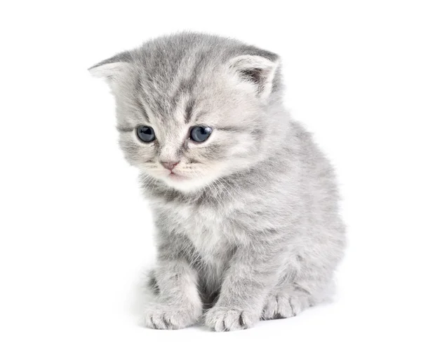 Pequeño gatito sentado — Foto de Stock