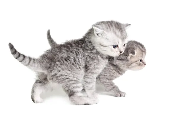 Два маленьких котенка идут Лицензионные Стоковые Фото