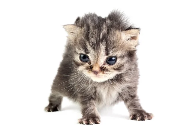 Piccolo gattino isolato — Foto Stock