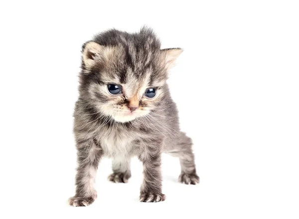 分離された小さな子猫 — ストック写真