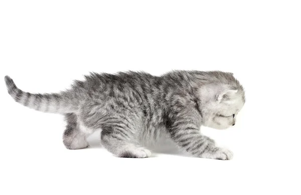 Piccolo gattino a piedi — Foto Stock
