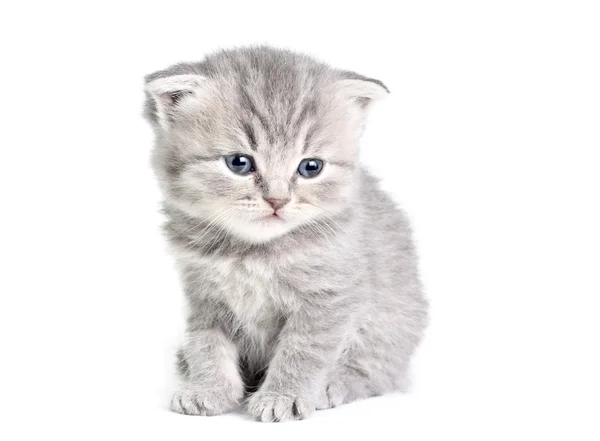 Pequeño gatito sentado — Foto de Stock