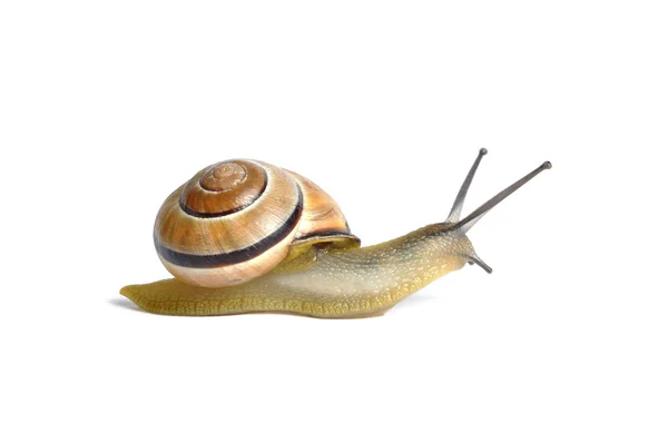 Snail on White — Stock Photo, Image