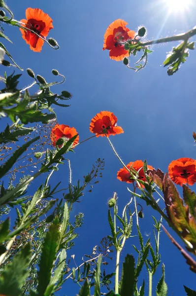 罂粟和蓝蓝的天空 — 图库照片