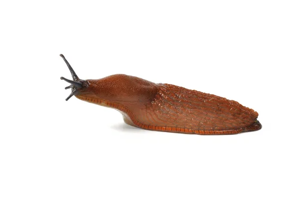 Slug español — Foto de Stock