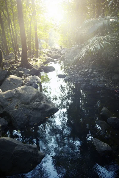 Řeka v džungli — Stock fotografie
