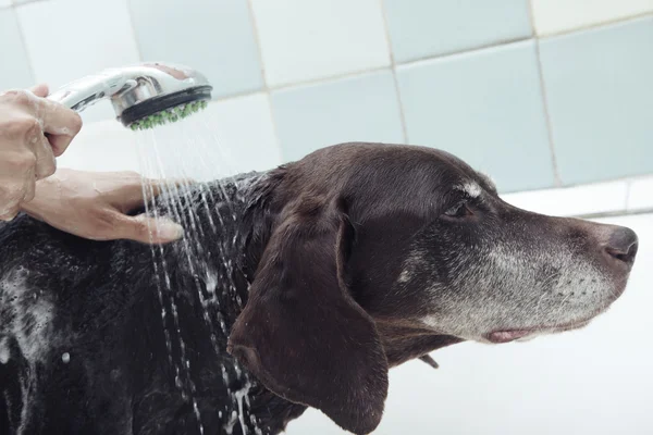 Мытье собак — стоковое фото