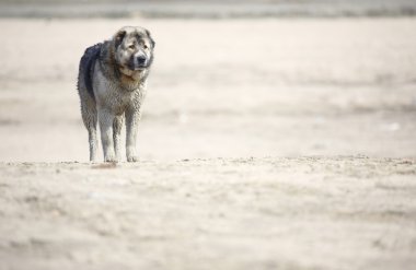 Orta Asya çoban köpeği