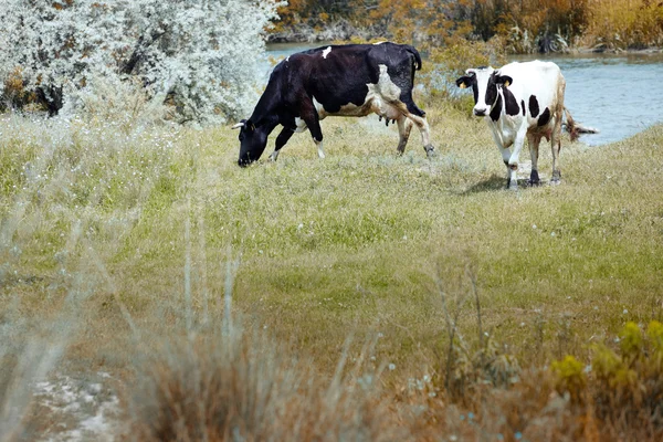Dwie krowy — Zdjęcie stockowe