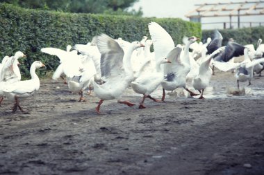 Geese running clipart