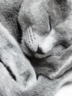 Sleeping cat clipart