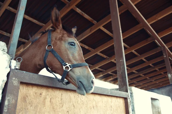 馬小屋で馬 — ストック写真
