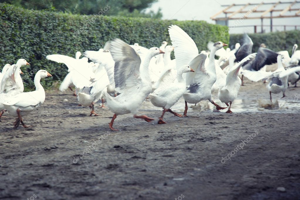 Geese running